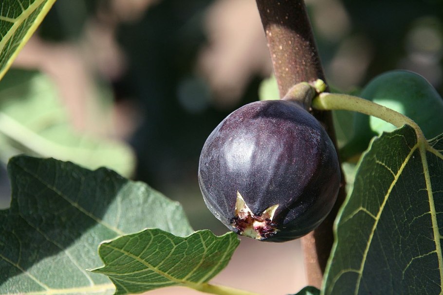 Фиг калифорнийский