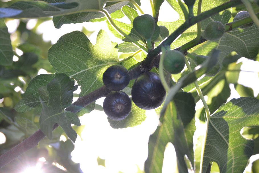 Инжир в Подмосковье в открытом грунте