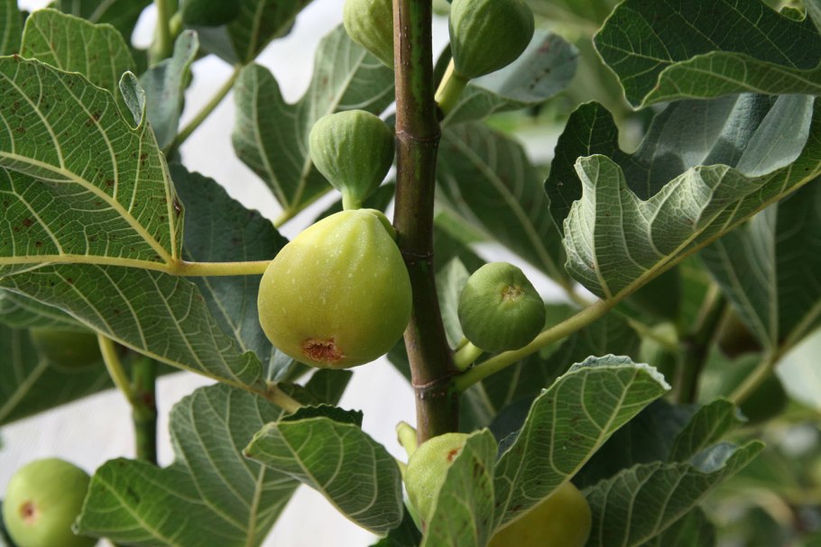 Инжир Сары Апшеронский