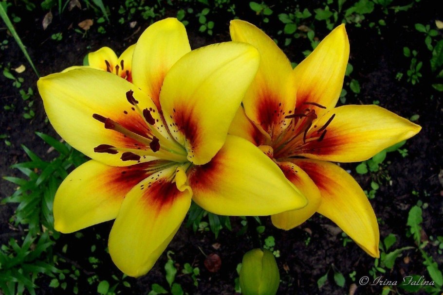 Лилия Cevennes желтая