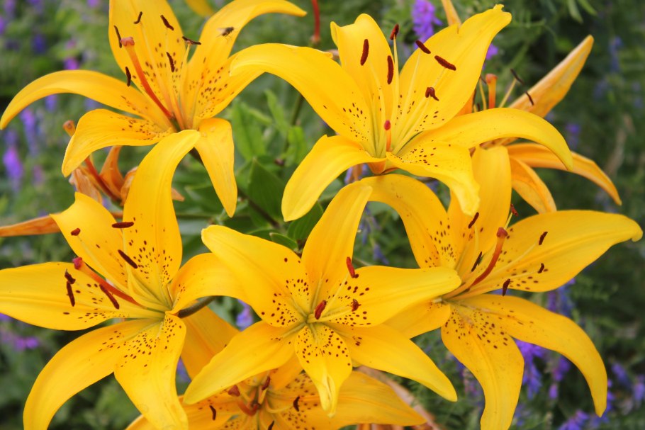 Лилия желтая сорта Аделина