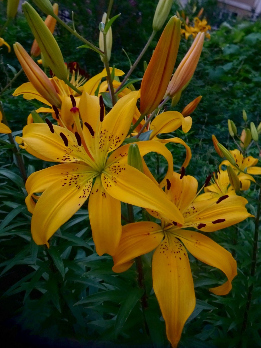 Лилия Алтарус желтая