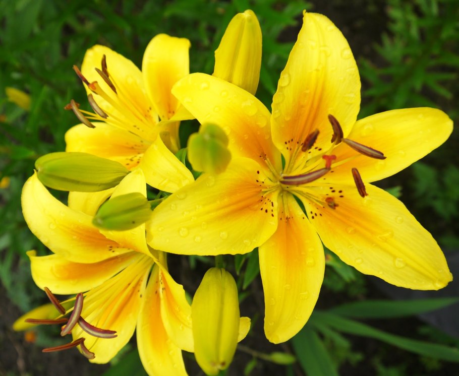 Лилия Голден Джой