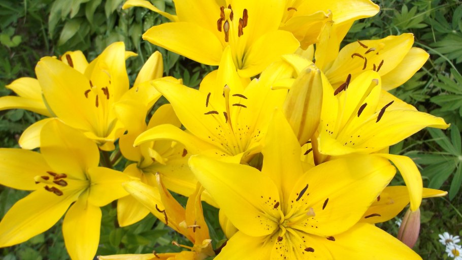 Лилии межвидовые гибриды