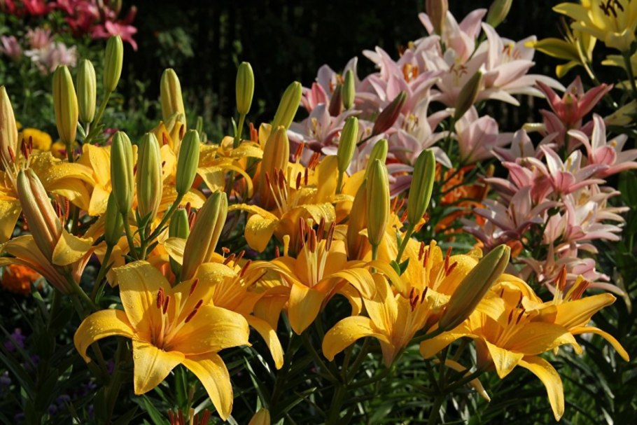 Лилия Йеллоу диамонд