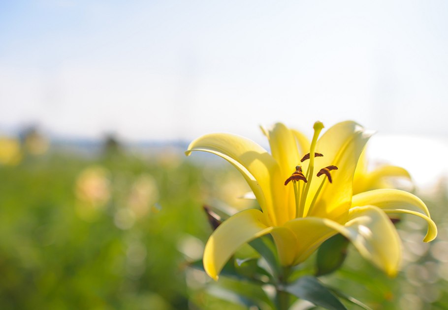 Лилия Голден Сплендор