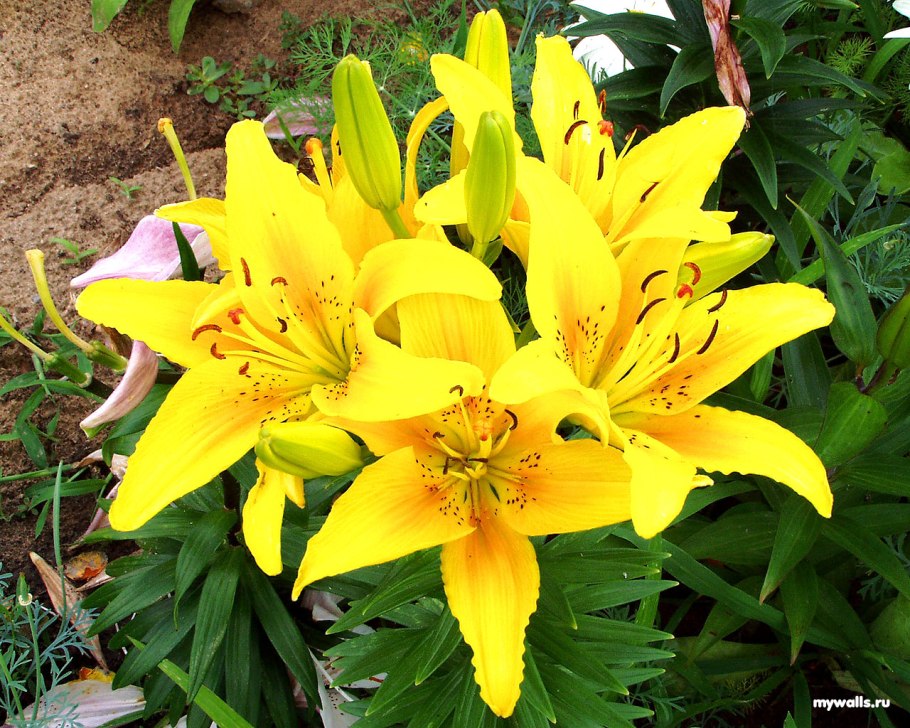 Лилия Еллоу Блейз