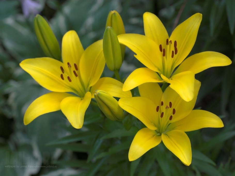 Лилия Перри цветок желтая