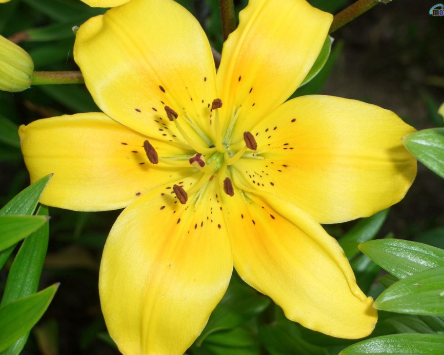 Лилия Лесная желтая