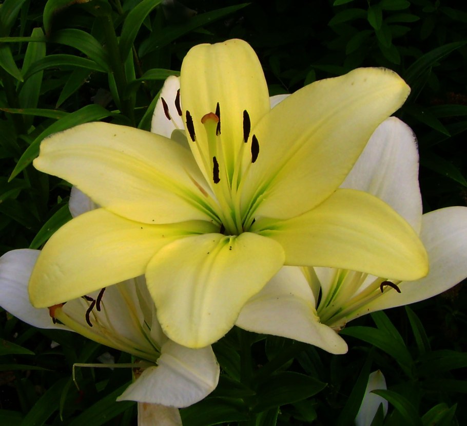 Лилия бледно желтая
