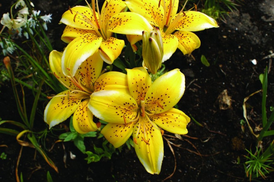 Букет из жёлтых лилий