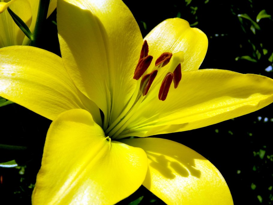 Лилия Cevennes желтая