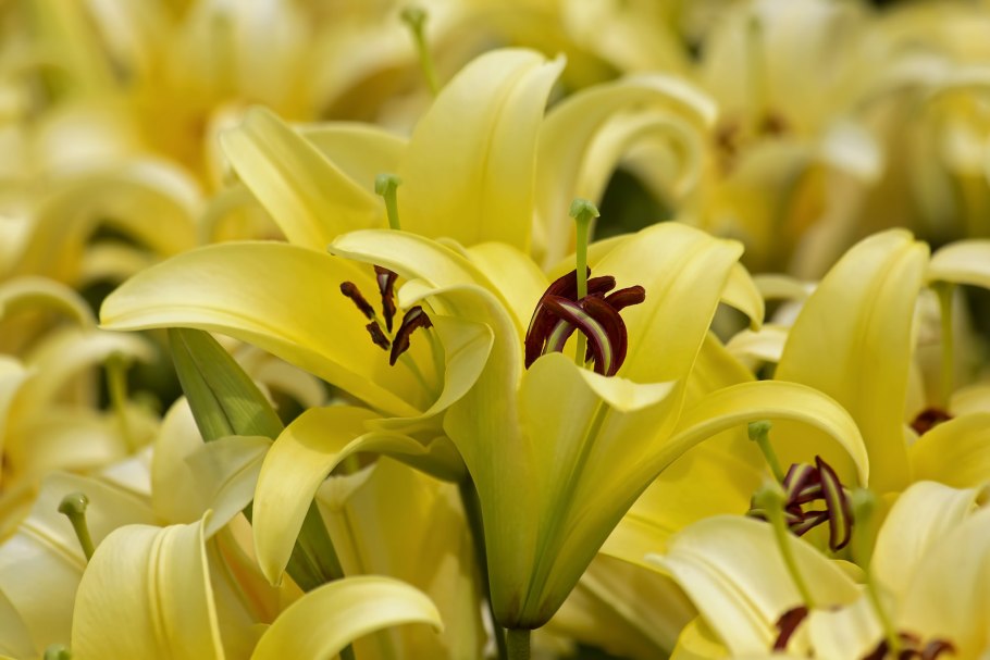 Желтая Лилия макро