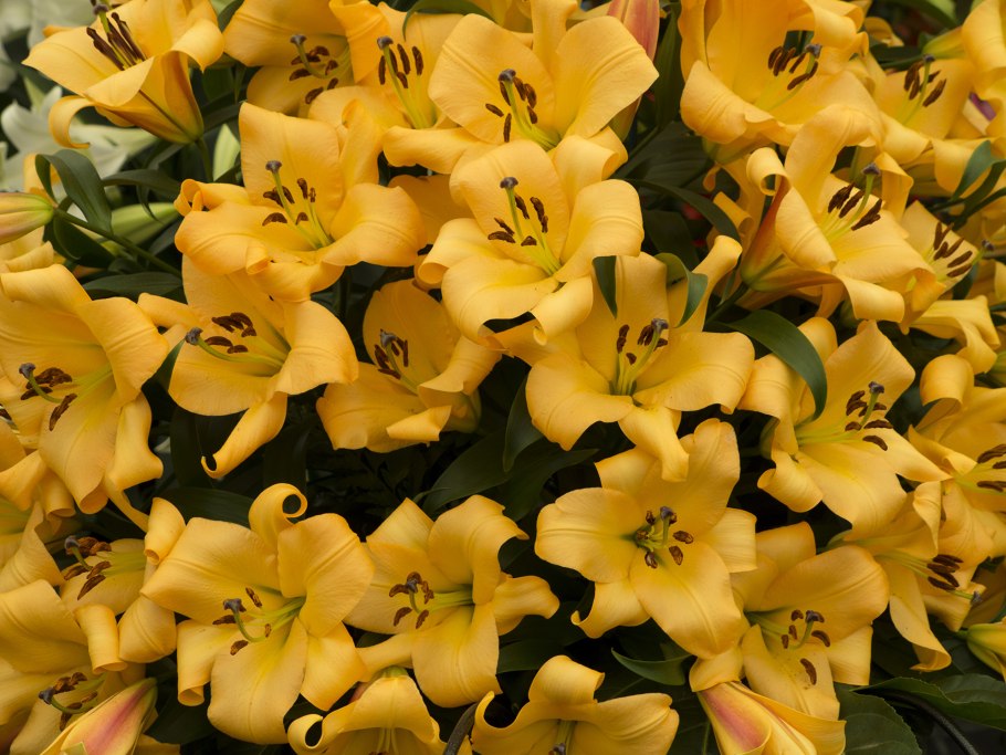 Лилия Йеллоу Каунти