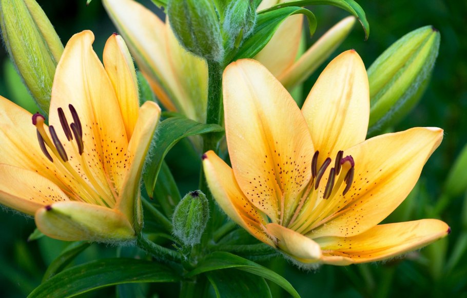 Лилия светло желтая