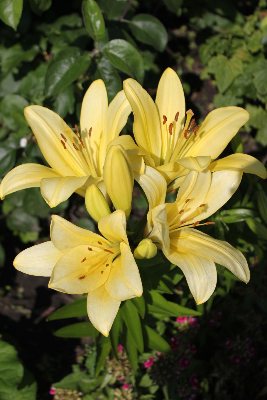 Лилия Мона желтая