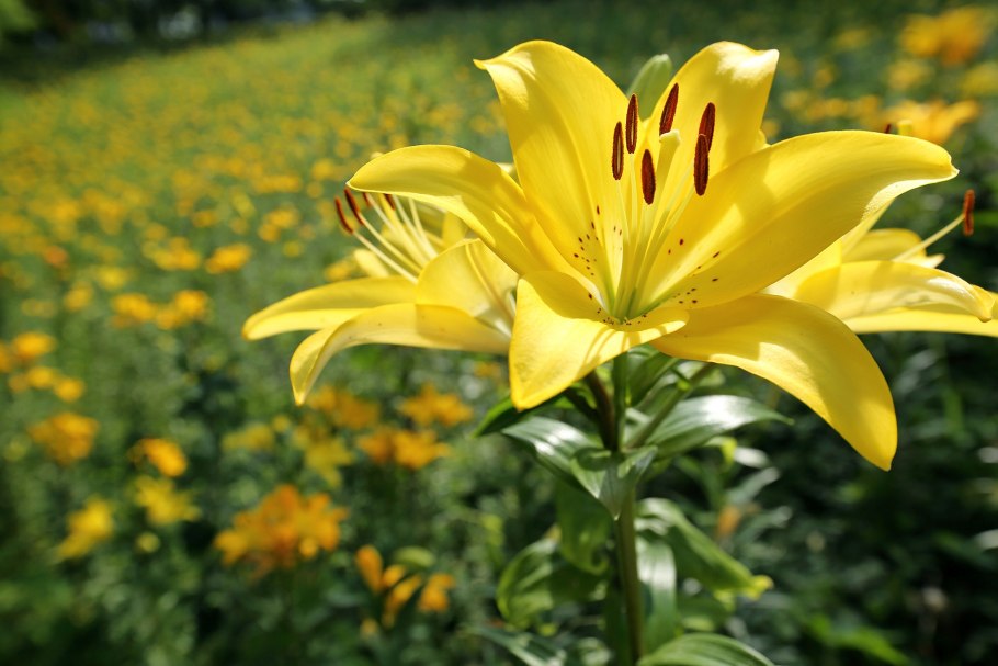 Лилия бледно желтая