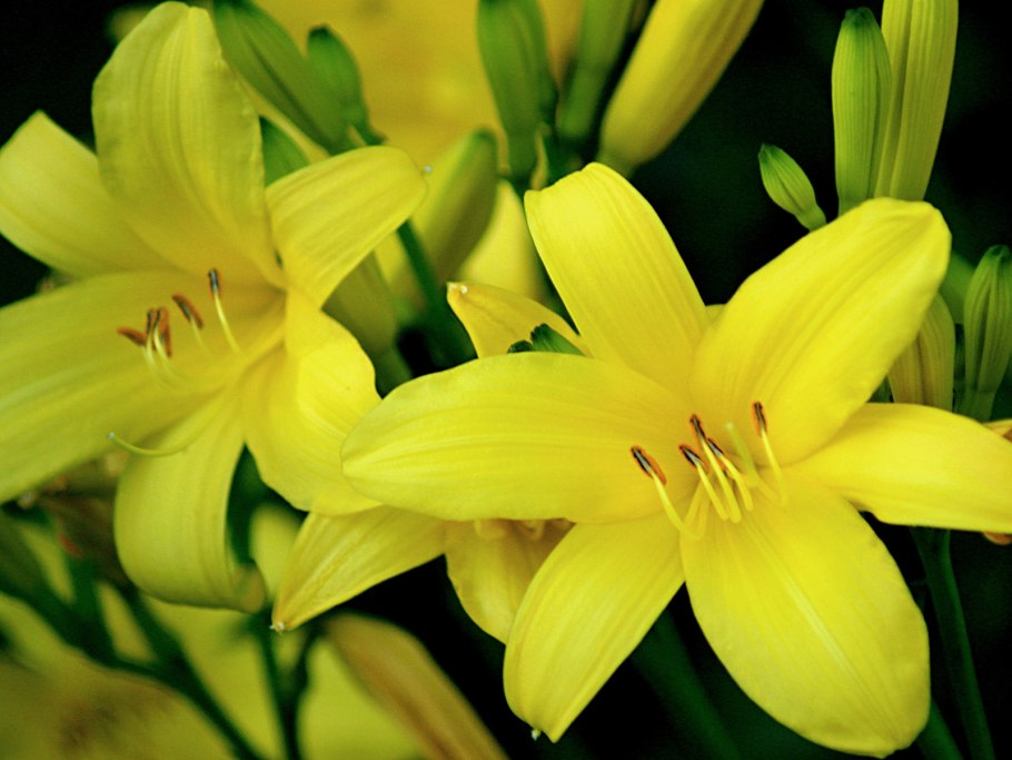 Бутон лилии