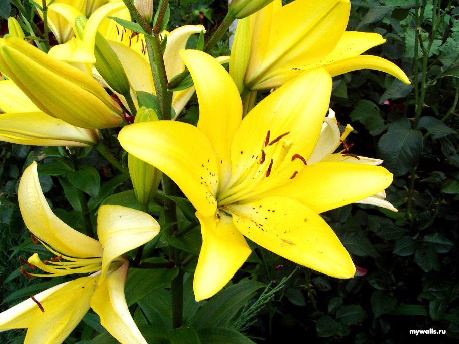 Лилия Алтарус желтая