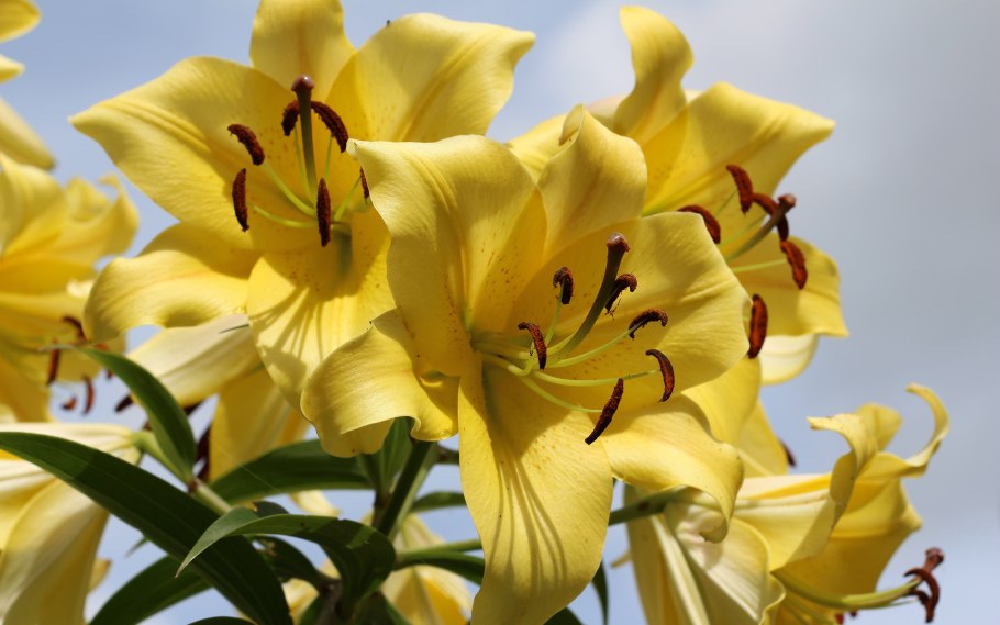 Цветы на черном фоне