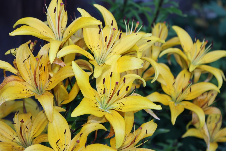 Лилия дикорастущая