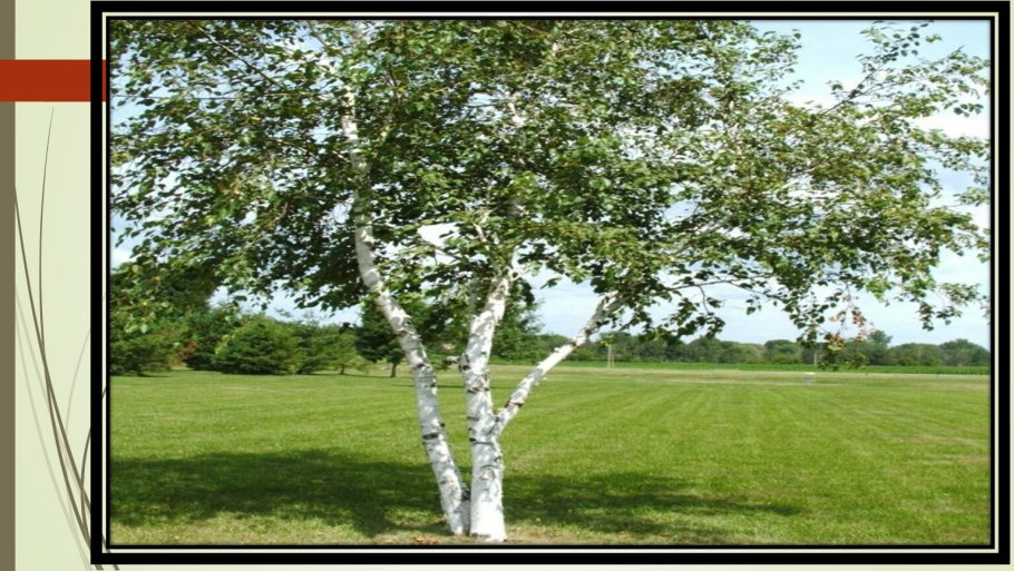 Береза пушистая Betula pubescens