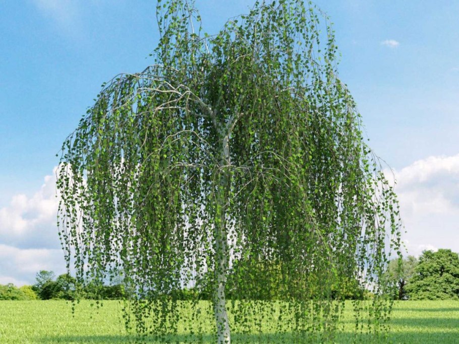 Береза пушистая (crinitus Betula)