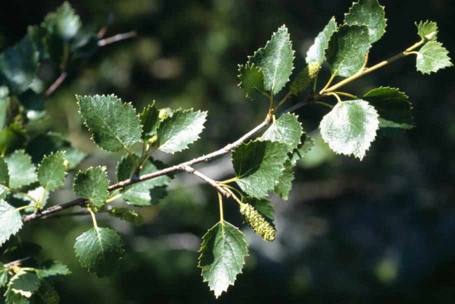Betula pubescens листья