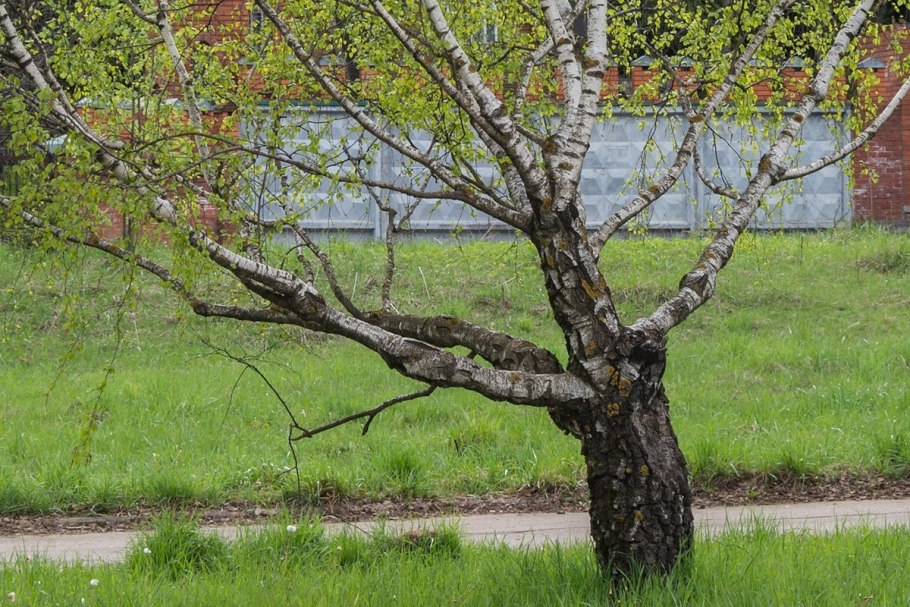 Берёза бородавчатая (Betula verrucosa)