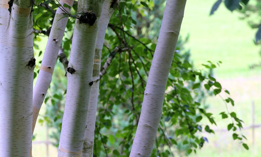 Betula pubescens листья