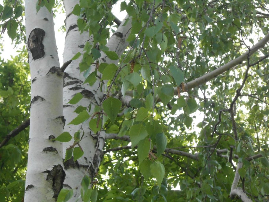 Betula pubescens листья