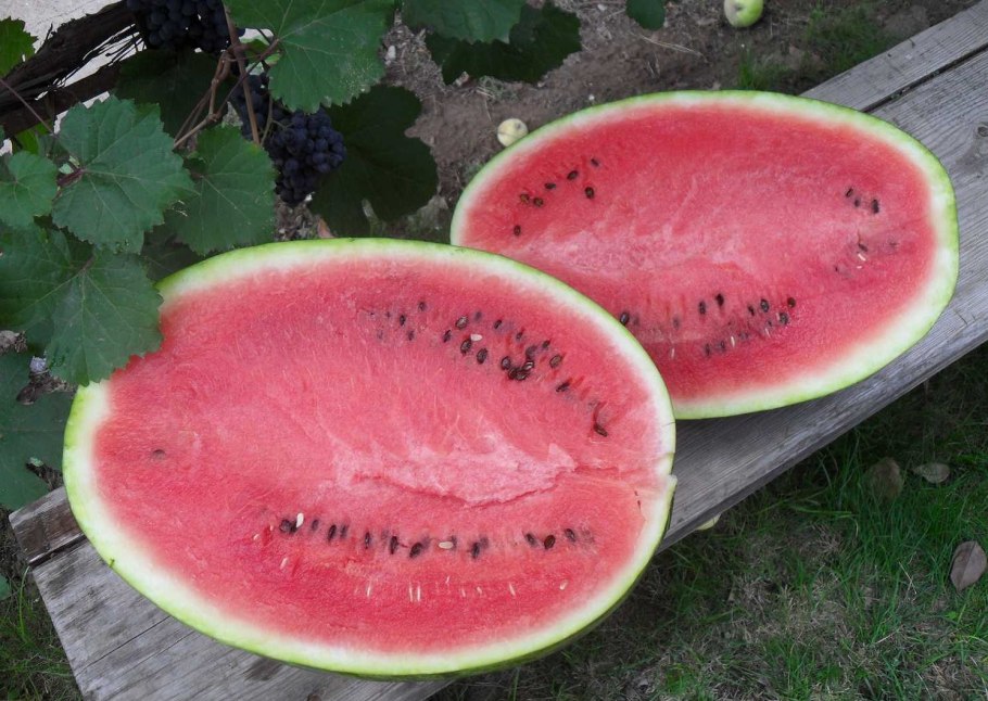 Кримсон Вондер семена арбуза