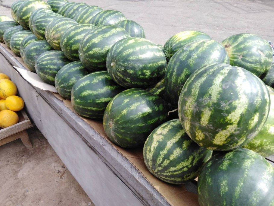 Сорт арбуза Каристан