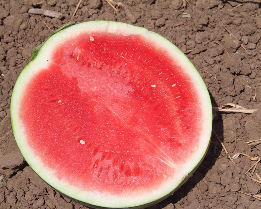 Арбуз Осман f1 (премиум)