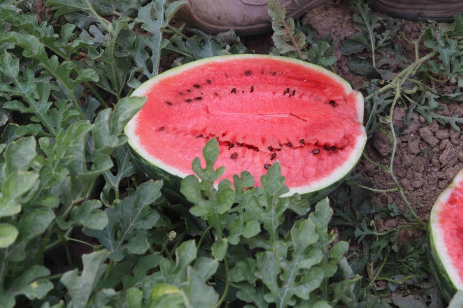 Сорт арбуза Быковский