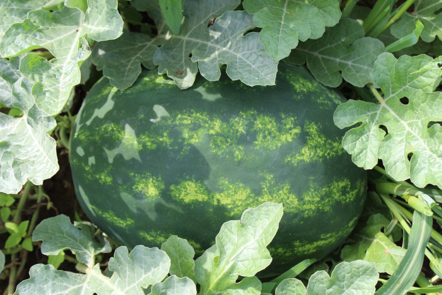 Атаман Арбуз описание