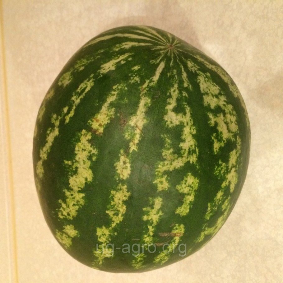 Арбуз сорта Каристан f1