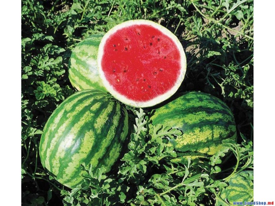 Семена арбуза Бонта f1