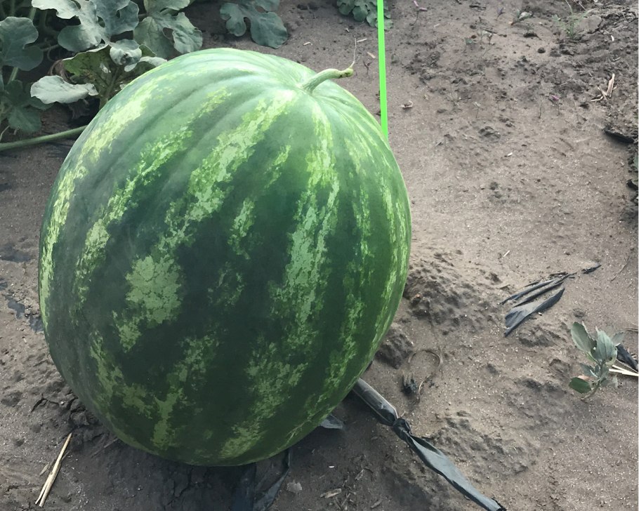 Сочный Арбуз в разрезе