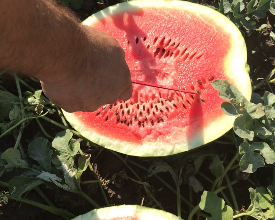 Арбуз Александр f1