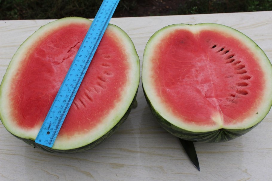 Астраханский сорт арбуза
