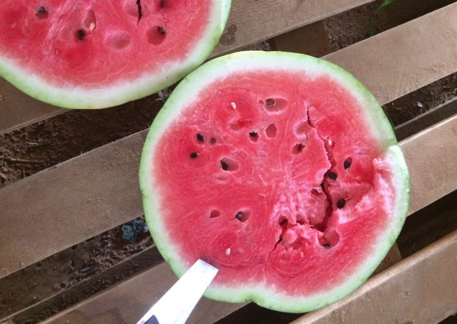 Семена. Арбуз "Скорик"