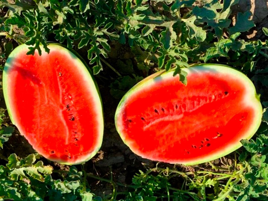 Арбуз турбо f1