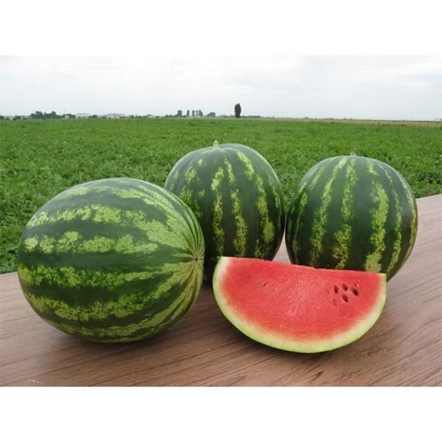 Арбуз топган f1