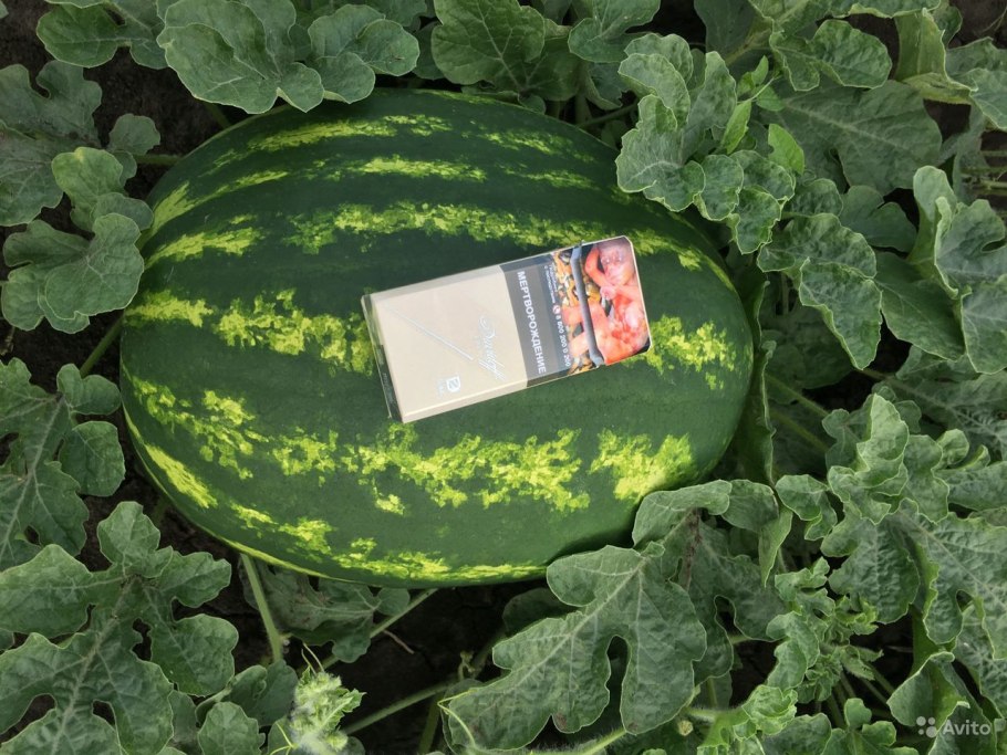 Арбуз Каристан f1