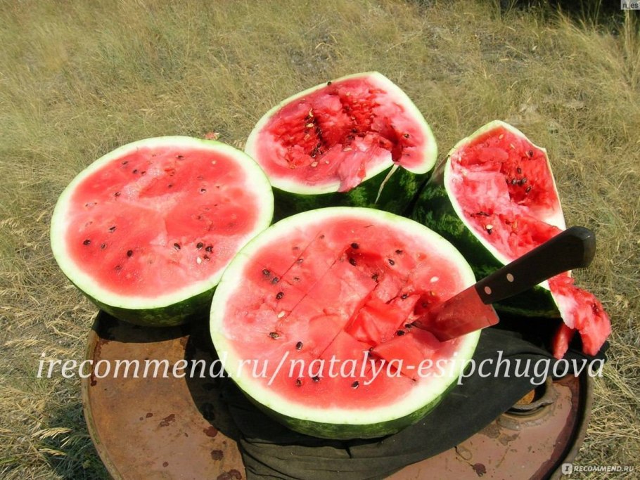 Watermelon Ataman f1