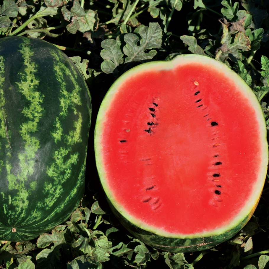 Семена Арбуз Кримбиг f1 СЕДЕК