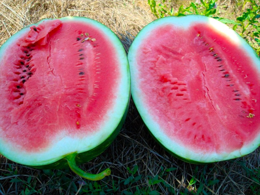 Атаман f1 семена арбуза,