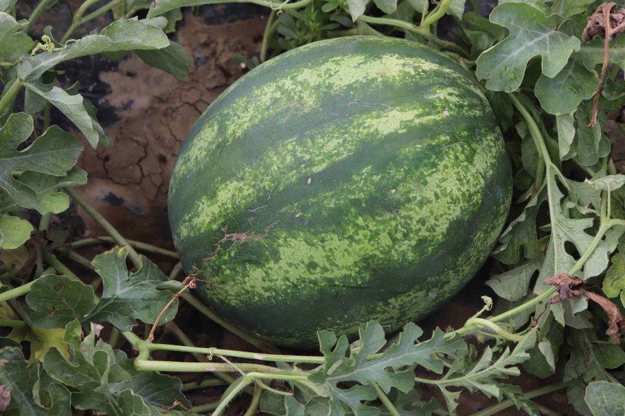 Арбуз Скиф f1 1000 шт.