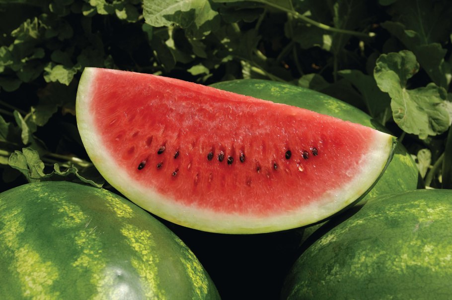 Арбуз Тамерлан f1